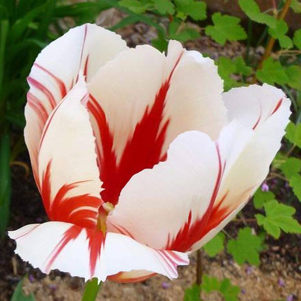 Double (tulip flower Tulipa spp.) for planting in garden